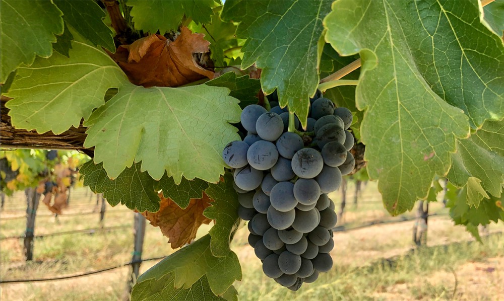 Grenache
