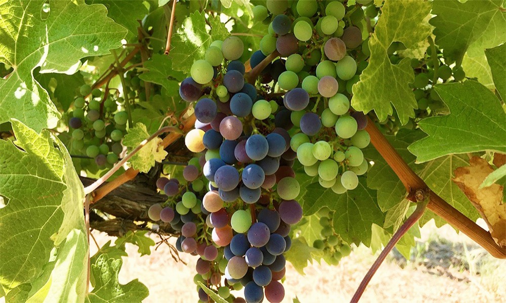 Veraison