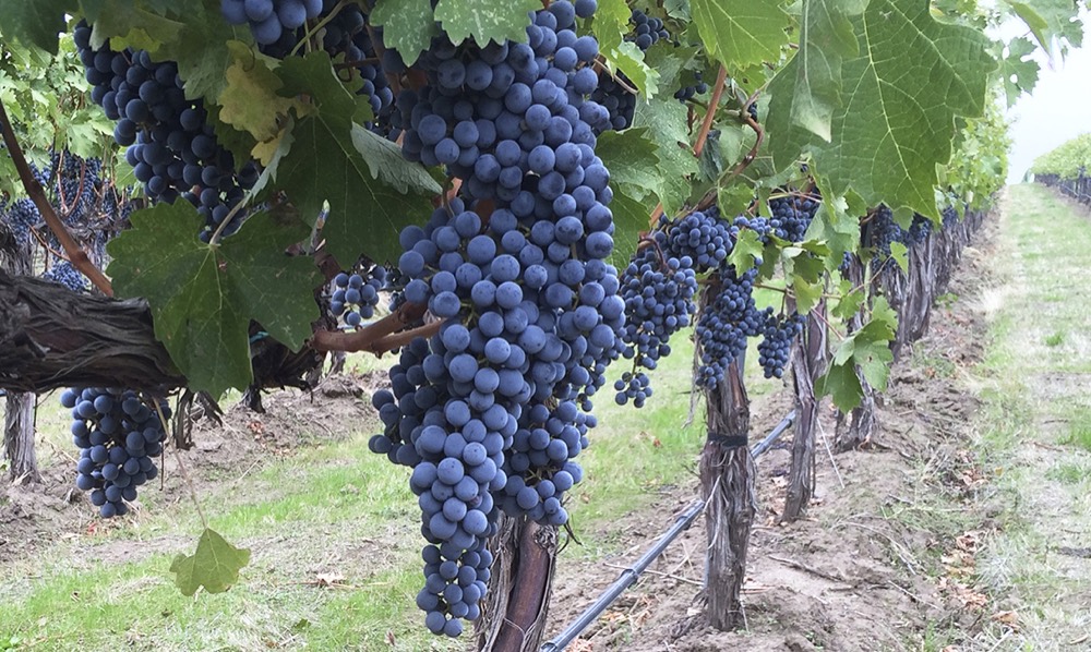 Vineyard